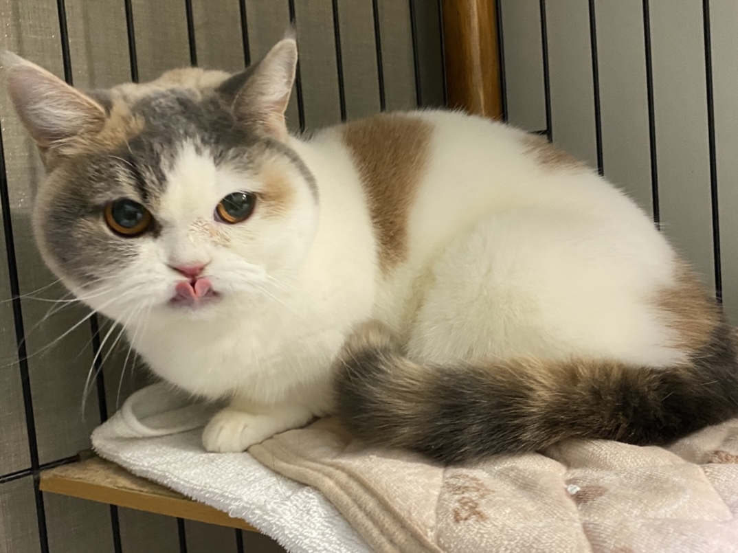 猫専用ホテル